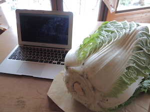 特大白菜とMac book air 特大白菜とMac book air