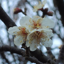梅の開花を観測しました 梅の開花を観測しました