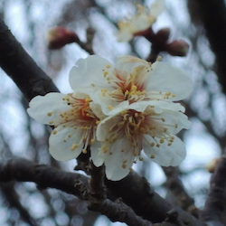 梅の開花を観測しました