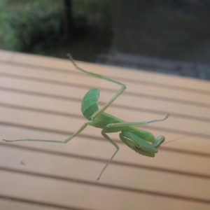 立ち向かう存在