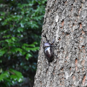 クヌギのカブトムシ