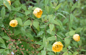 ヤマブキ ヤマブキ