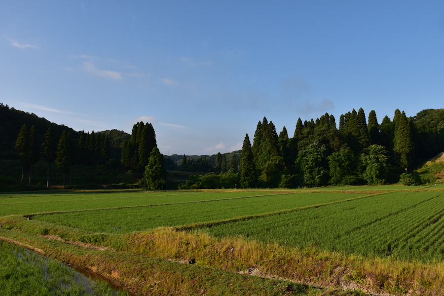 初夏の金山里山