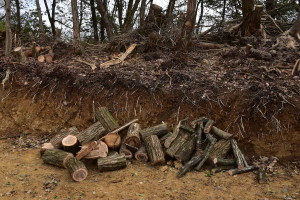 玉切りした薪原木 玉切りした薪原木
