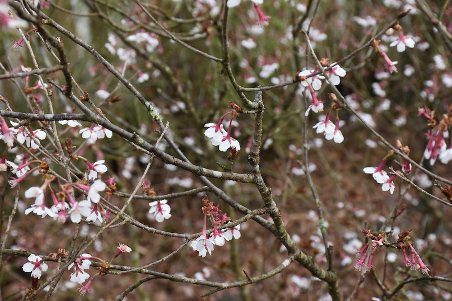 豆桜散り始め