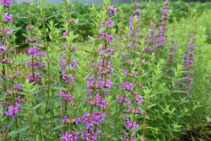 ミソハギ ミソハギ