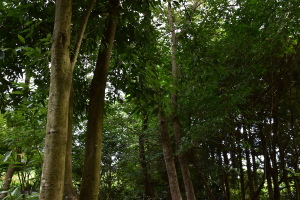 里山再生 里山再生